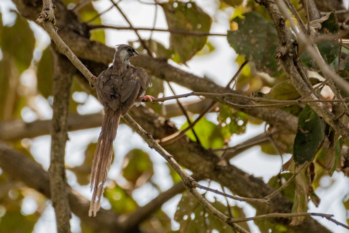 Speckled Mousebird - Veronika Samotskaya