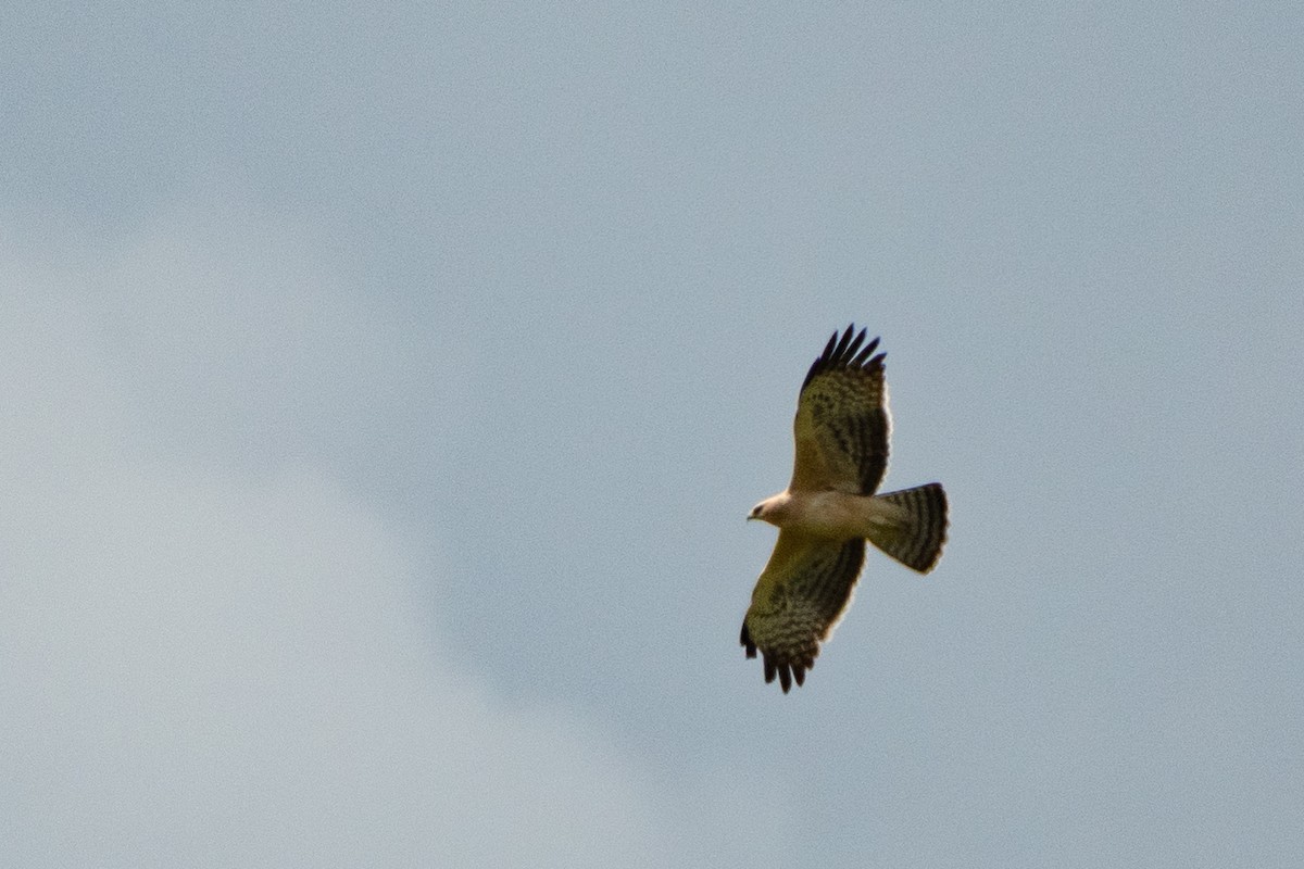 African Hawk-Eagle - ML412100431