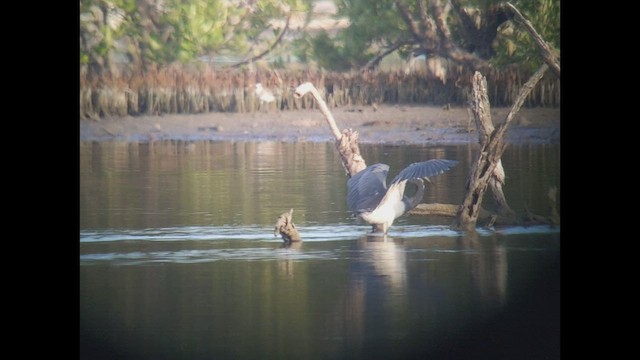 Tricolored Heron - ML412100531