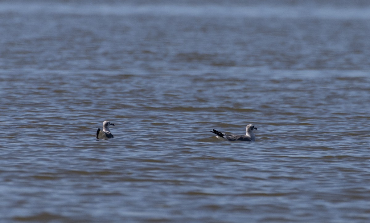 Laughing Gull - ML412100851