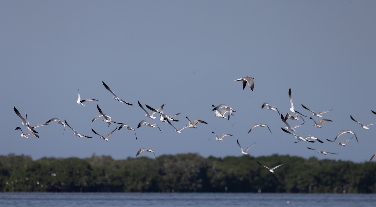 Laughing Gull - ML412101281