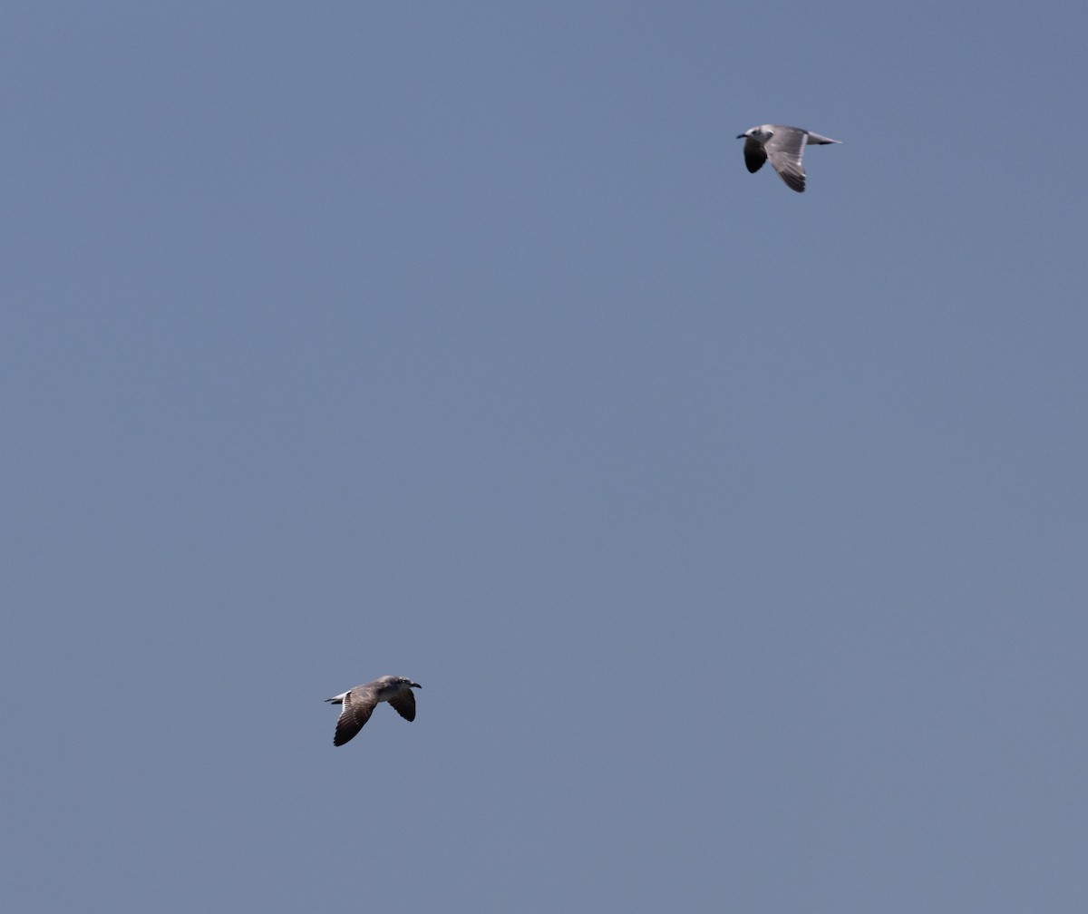 Laughing Gull - ML412101361