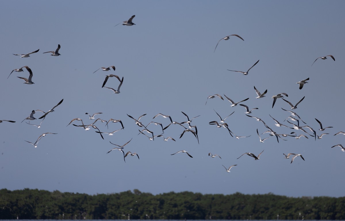 Laughing Gull - ML412101571