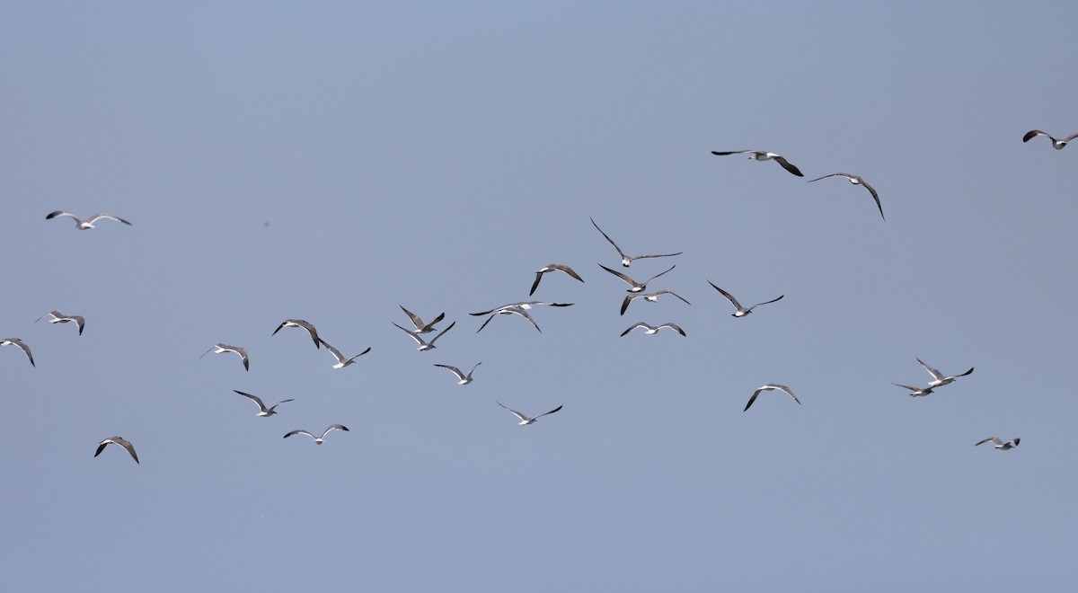 Laughing Gull - ML412101601