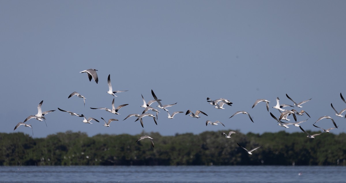 Laughing Gull - ML412101661