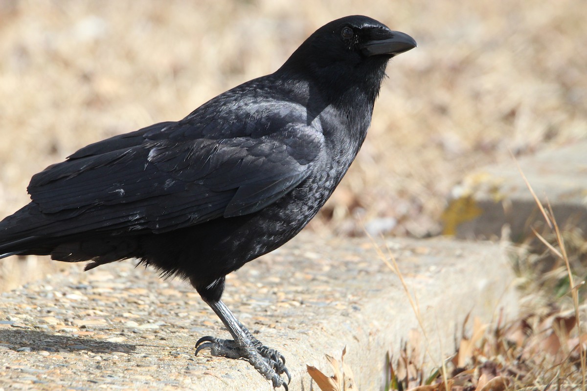 American Crow - ML412101761