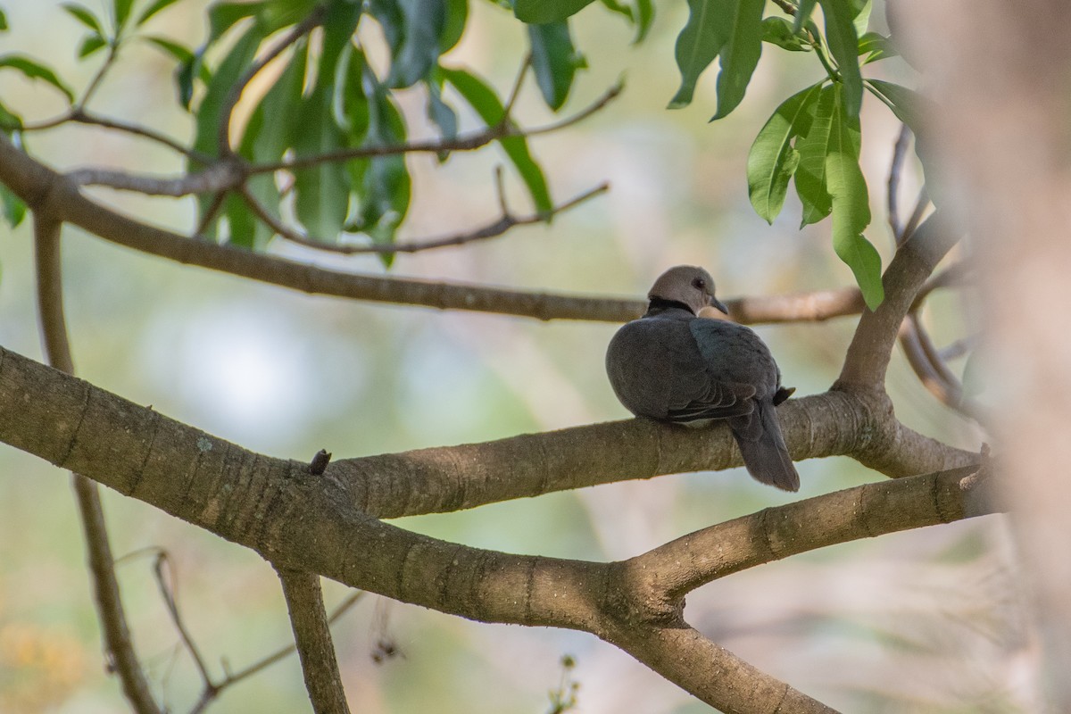 Red-eyed Dove - ML412101831