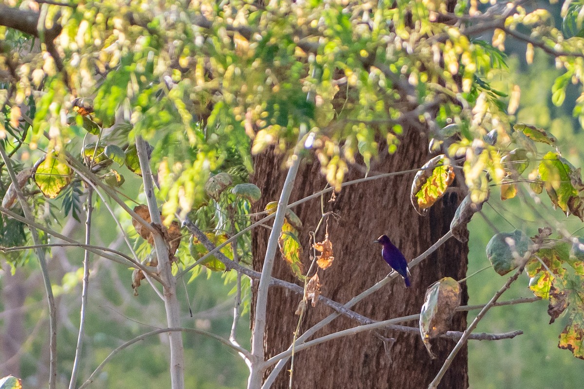 Violet-backed Starling - ML412102351