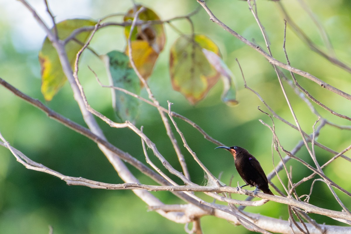 Amethyst Sunbird - ML412102731