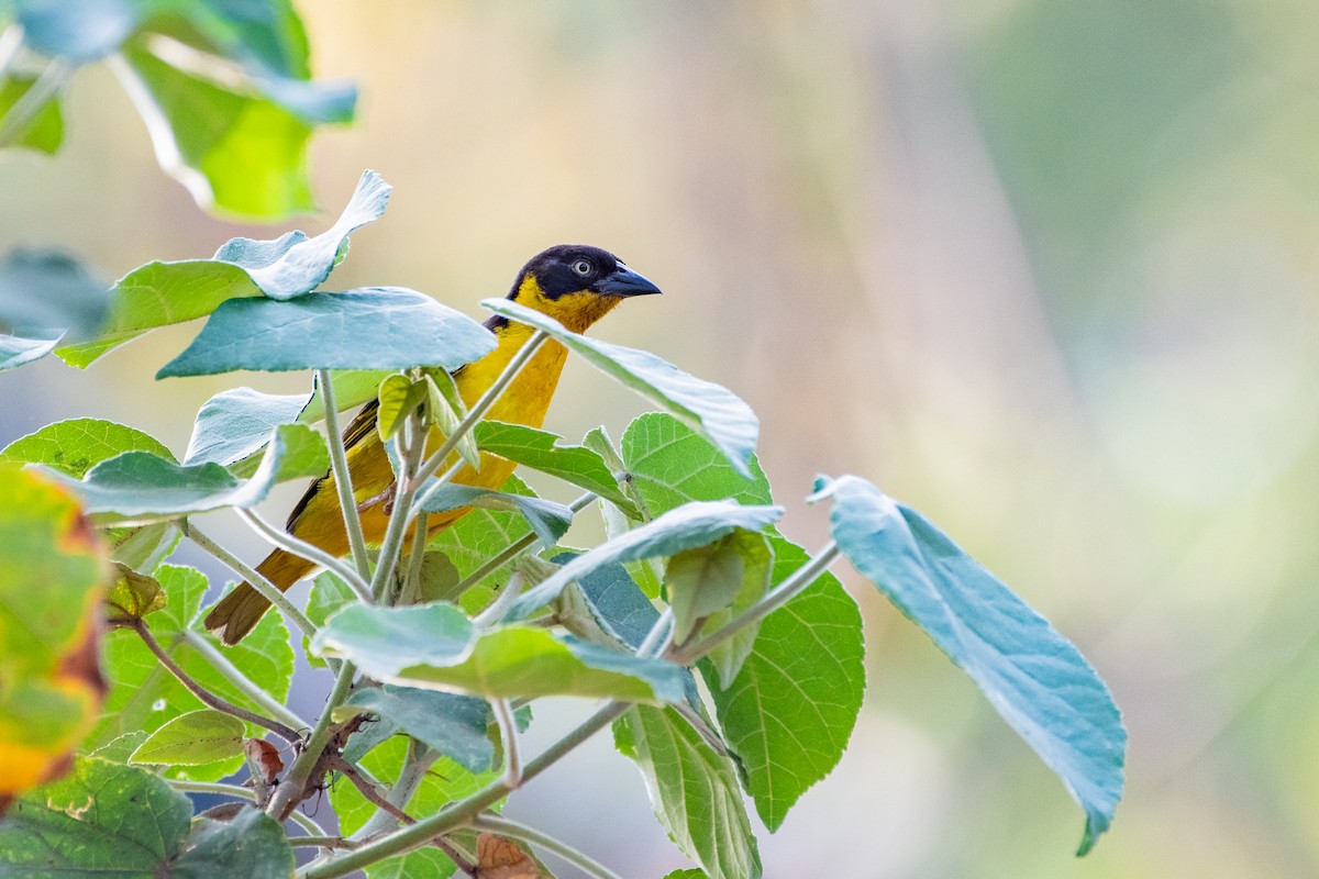 Baglafecht Weaver - ML412103561