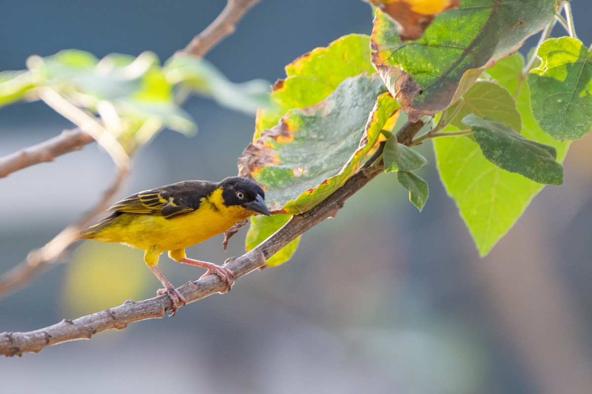 Baglafecht Weaver - ML412103571