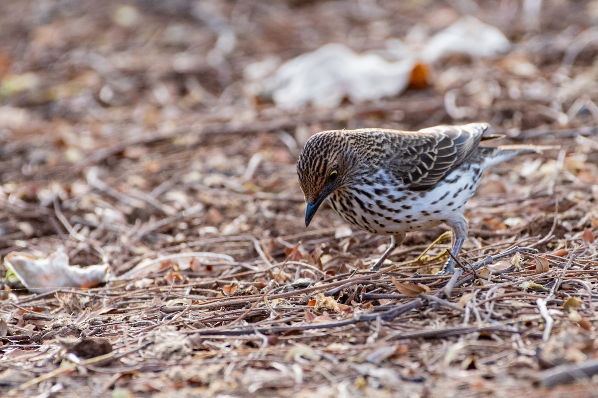 Violet-backed Starling - ML412103851