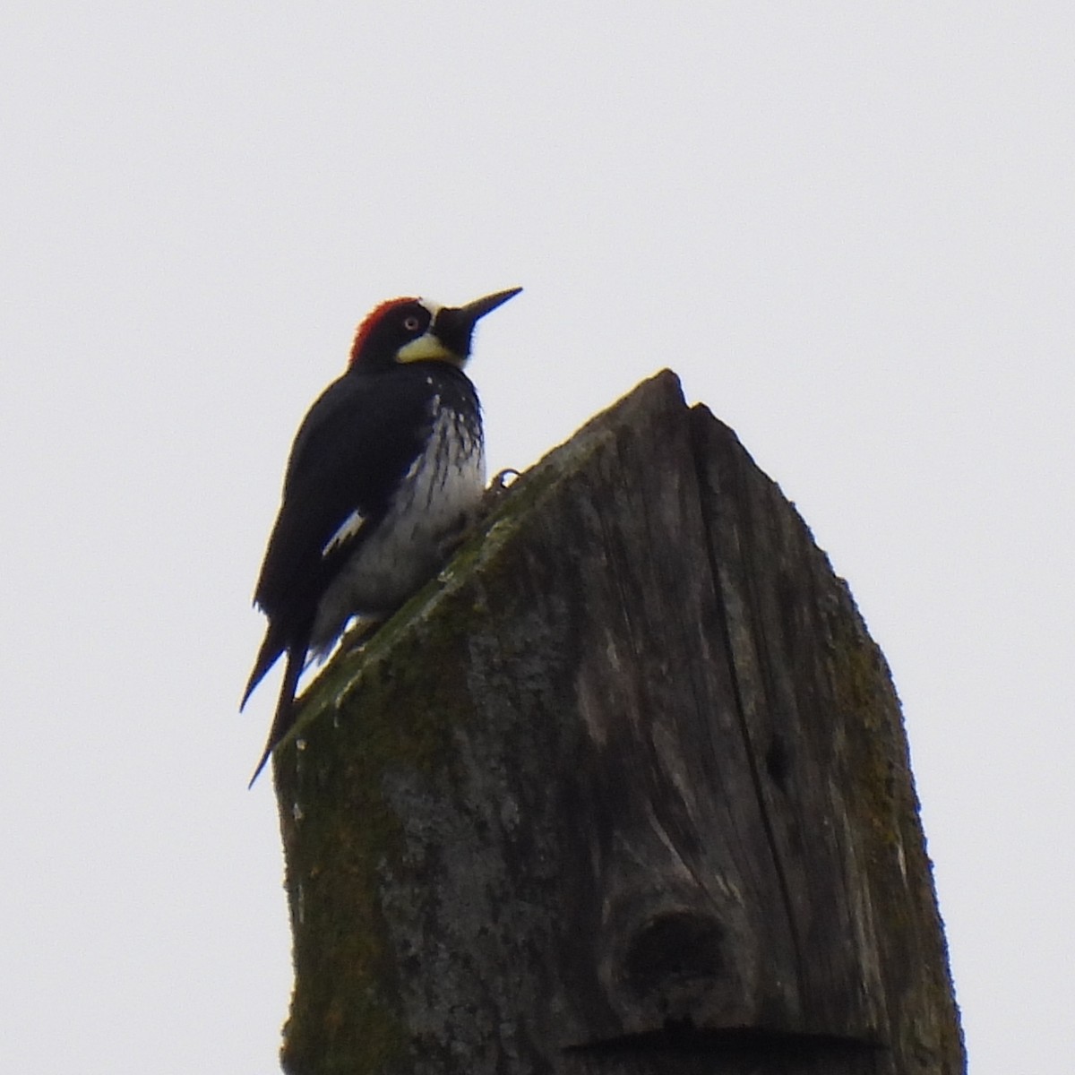 Acorn Woodpecker - Susan Kirkbride