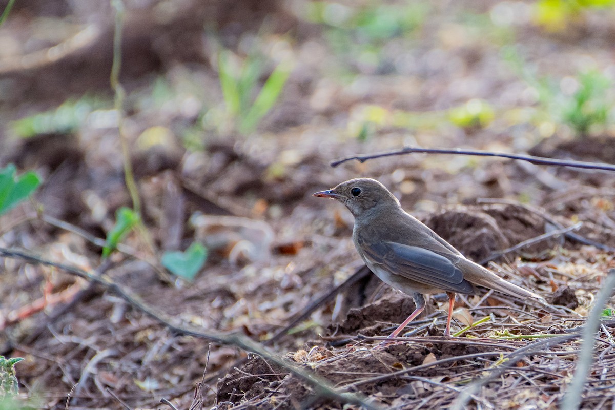 Thrush Nightingale - ML412104201