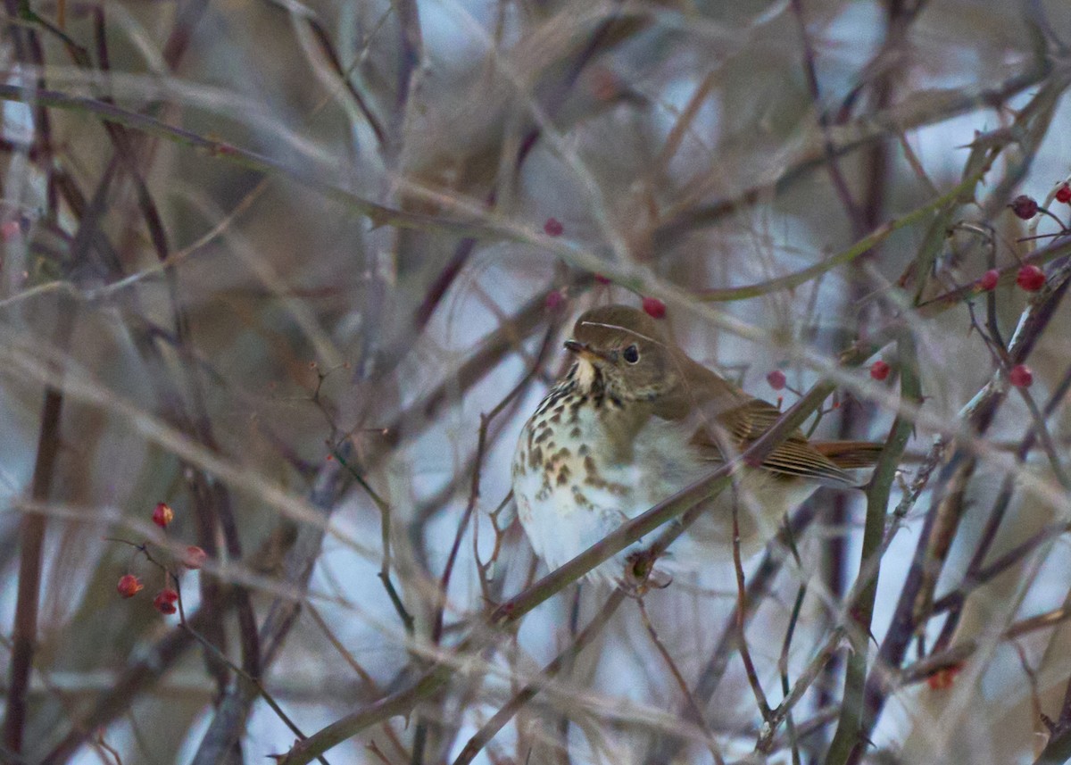 Hermit Thrush - Ben Nieman