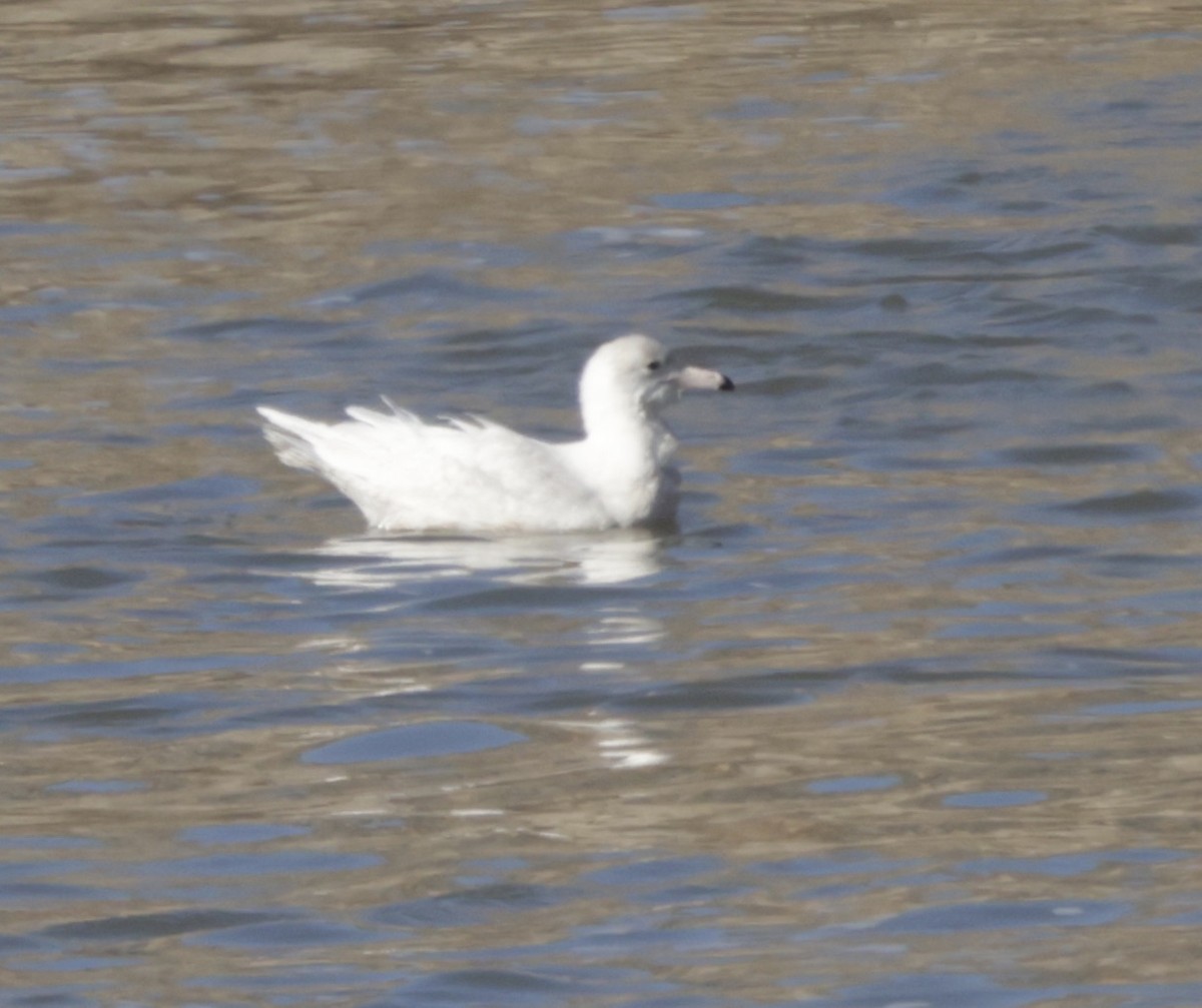 Glaucous Gull - ML412107671