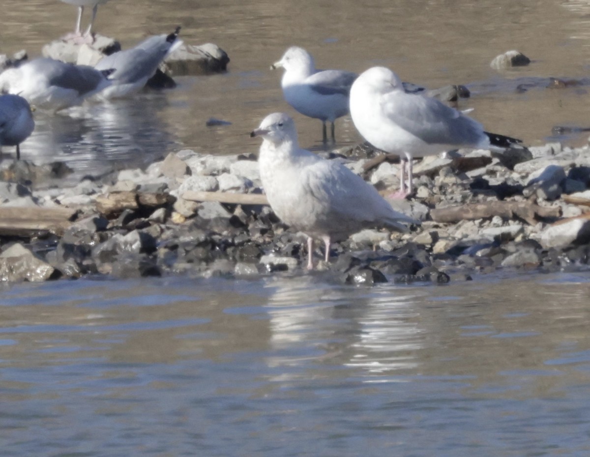 Glaucous Gull - Ken Oeser