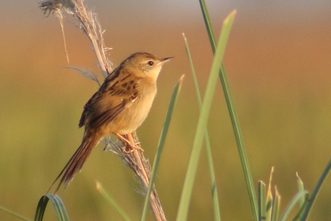 Bay-capped Wren-Spinetail - ML412108581