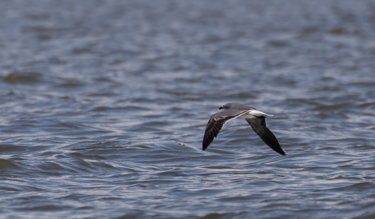 Laughing Gull - ML412111331