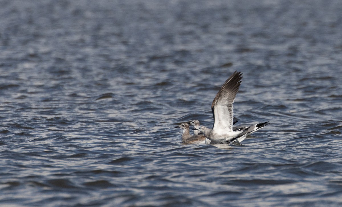 Laughing Gull - ML412111361