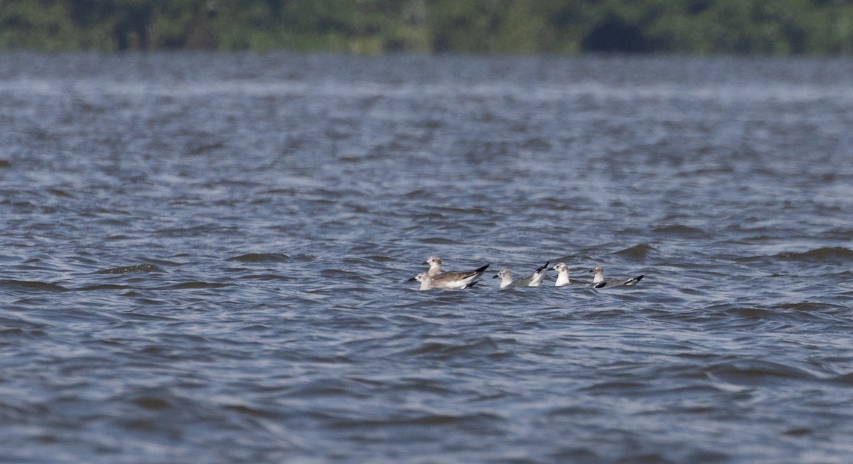 Laughing Gull - ML412111371