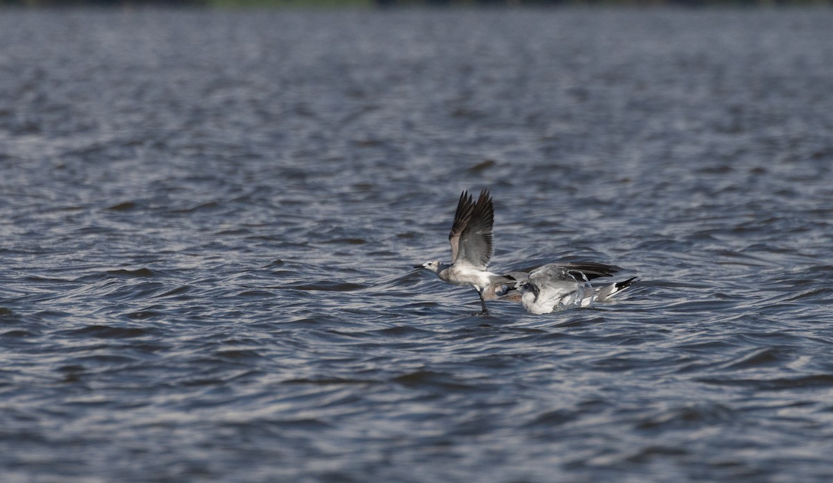 Laughing Gull - Jay McGowan