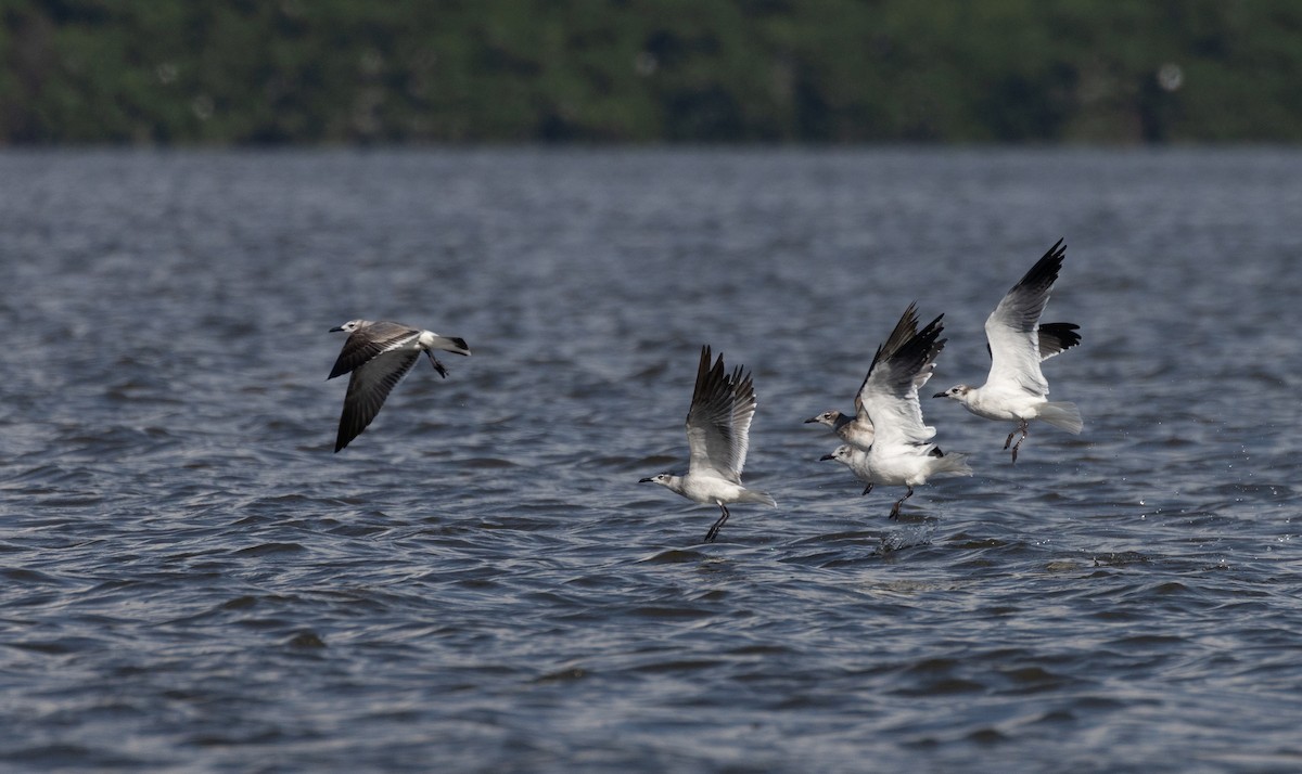 Laughing Gull - Jay McGowan