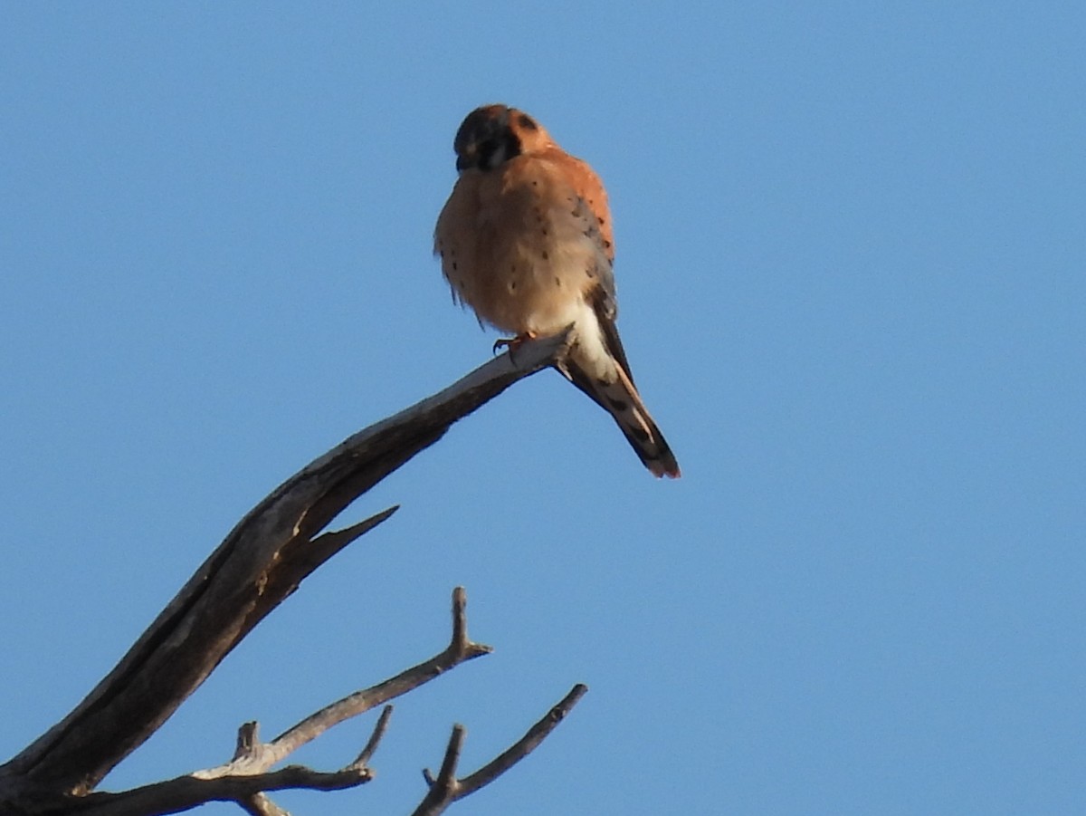 American Kestrel - ML412113121