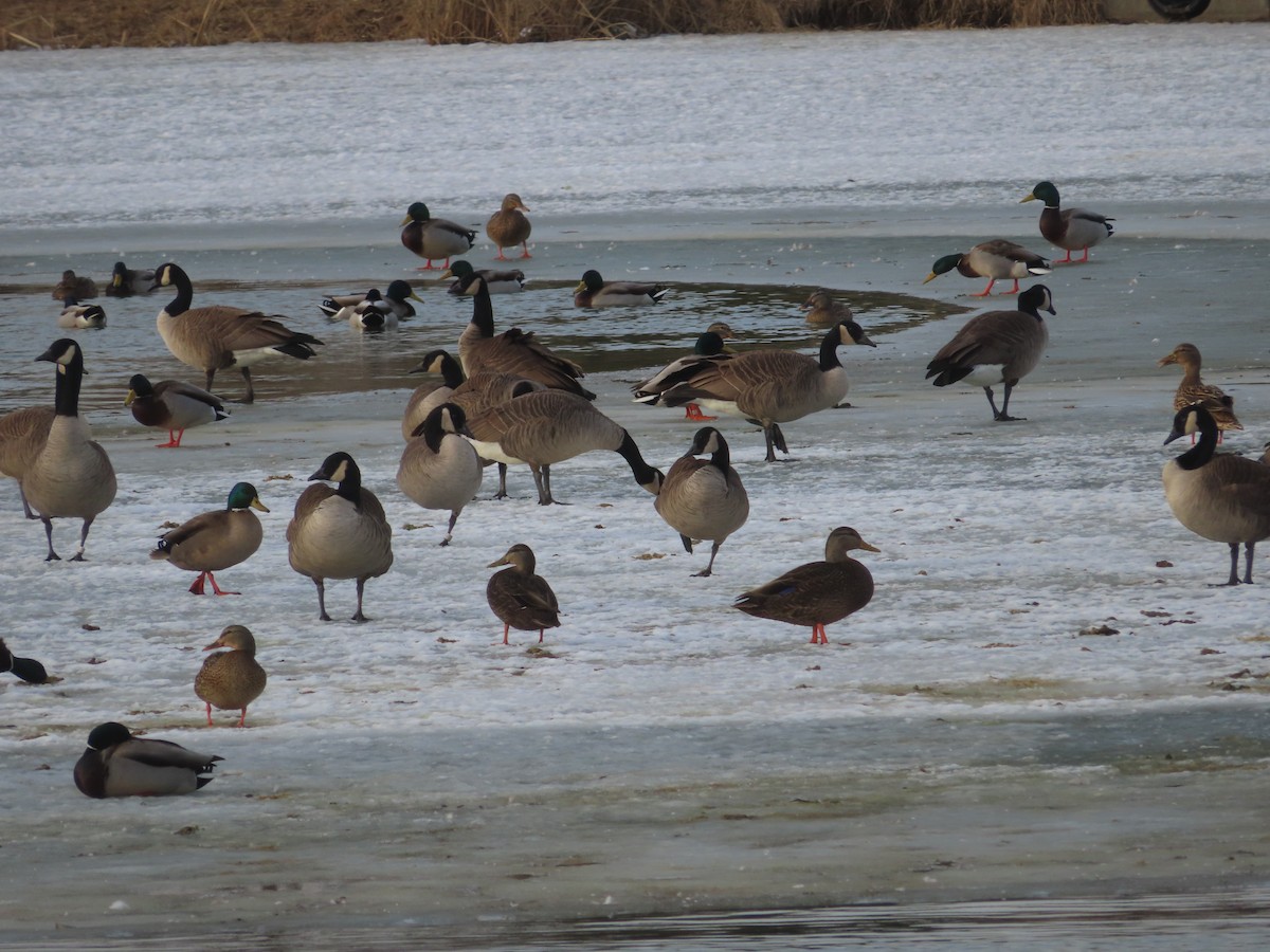 American Black Duck - ML412113521