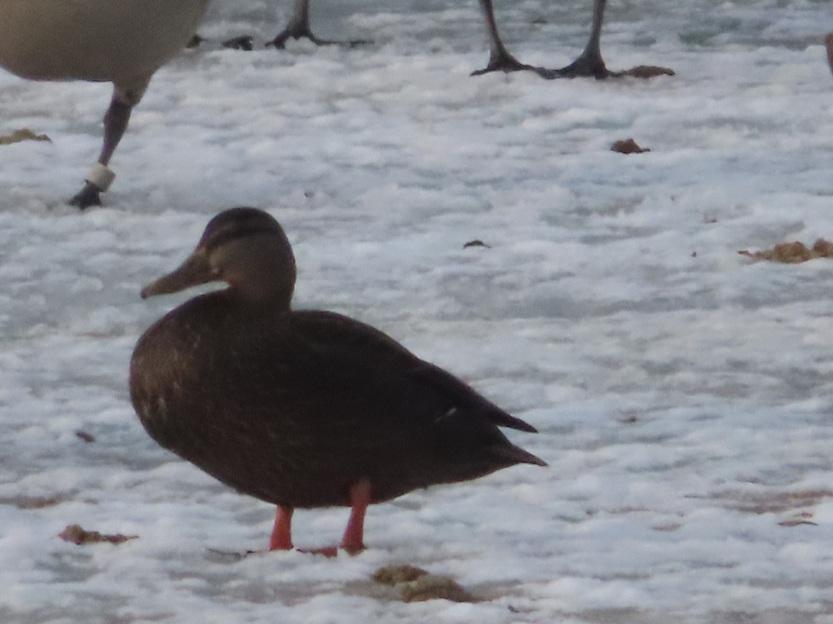 American Black Duck - ML412113741