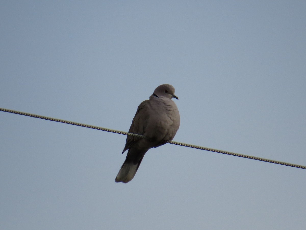 Eurasian Collared-Dove - ML41211681