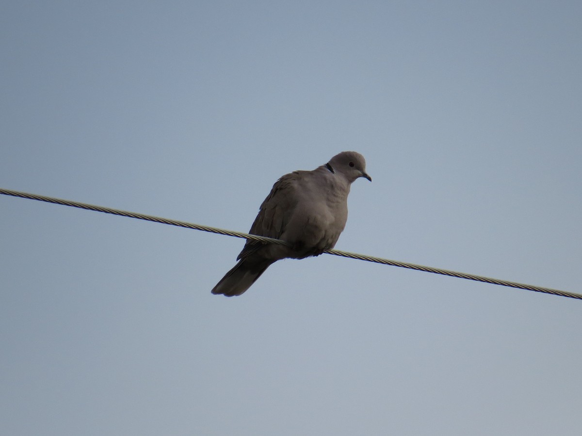 Eurasian Collared-Dove - ML41211691