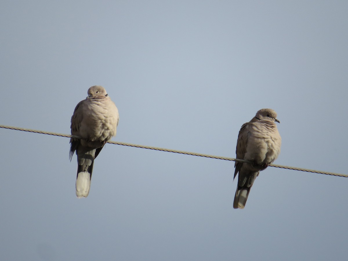 Eurasian Collared-Dove - ML41211711