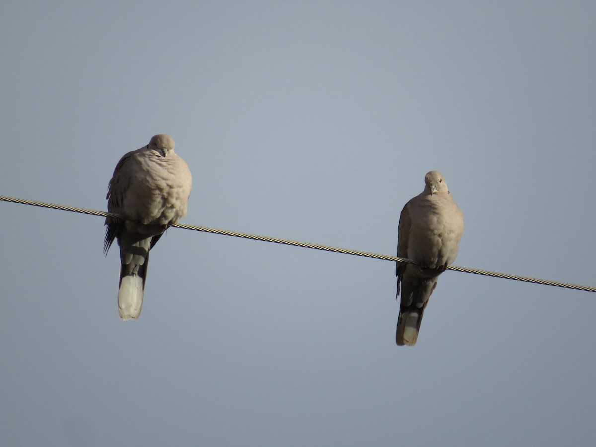 Eurasian Collared-Dove - ML41211721