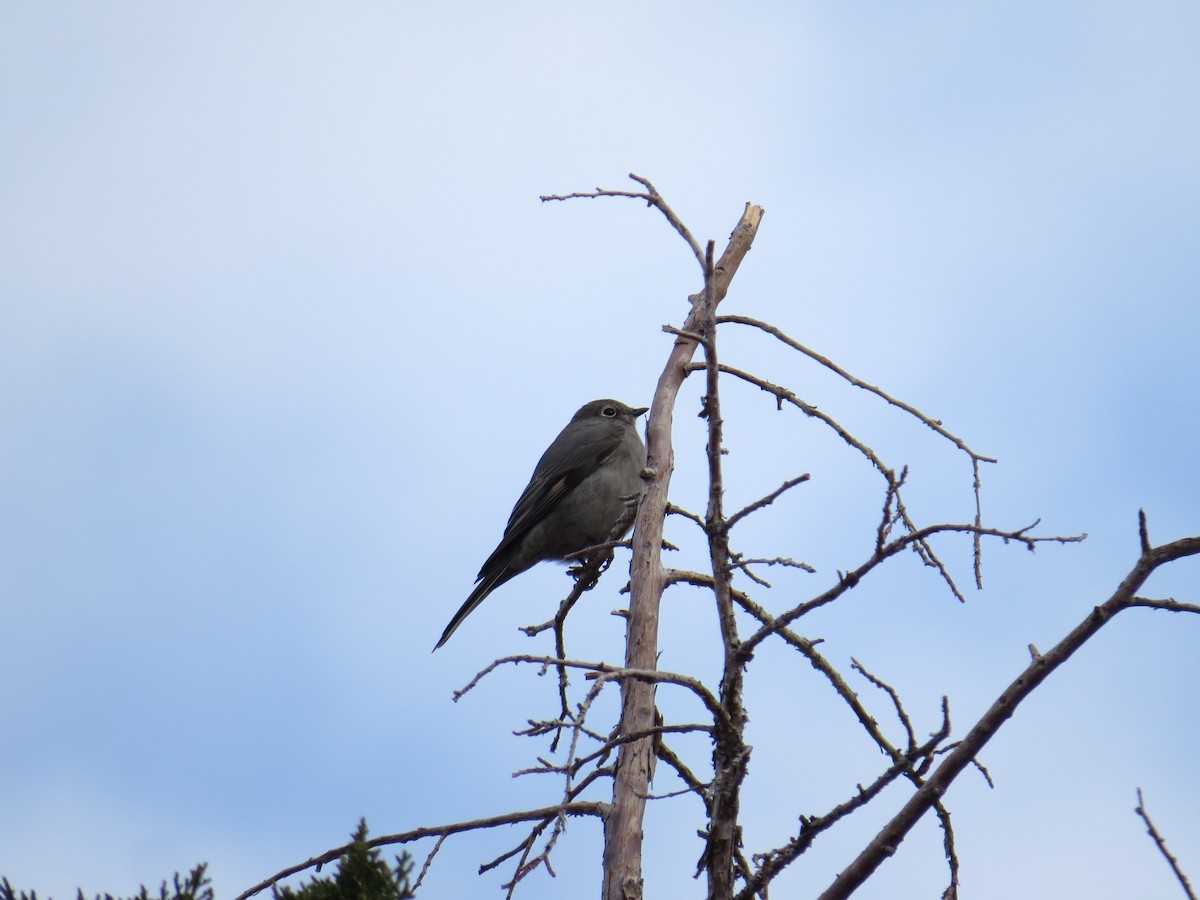 Townsend's Solitaire - ML41211731