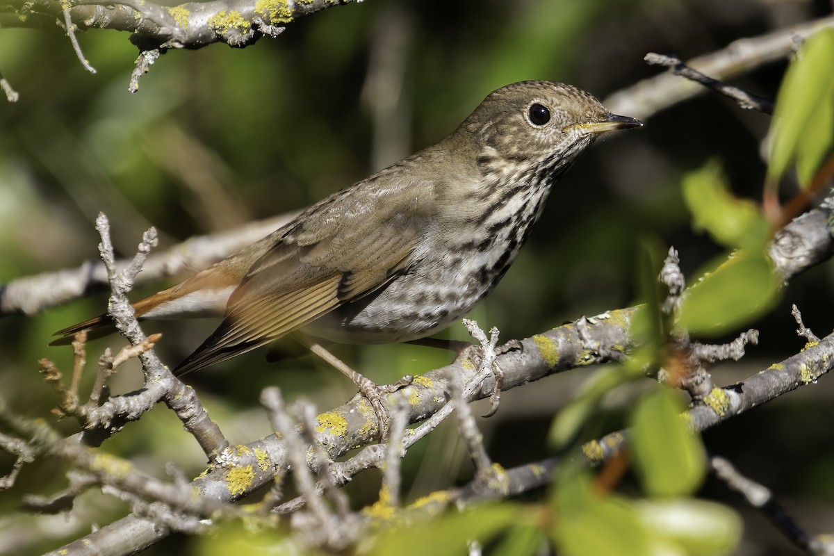 Hermit Thrush - ML412118011