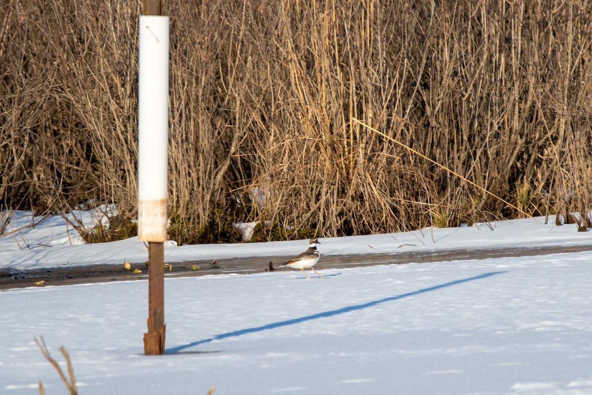 Killdeer - Karen Hardy