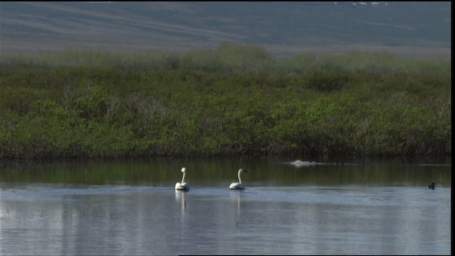 Tundra Swan (Whistling) - ML412119