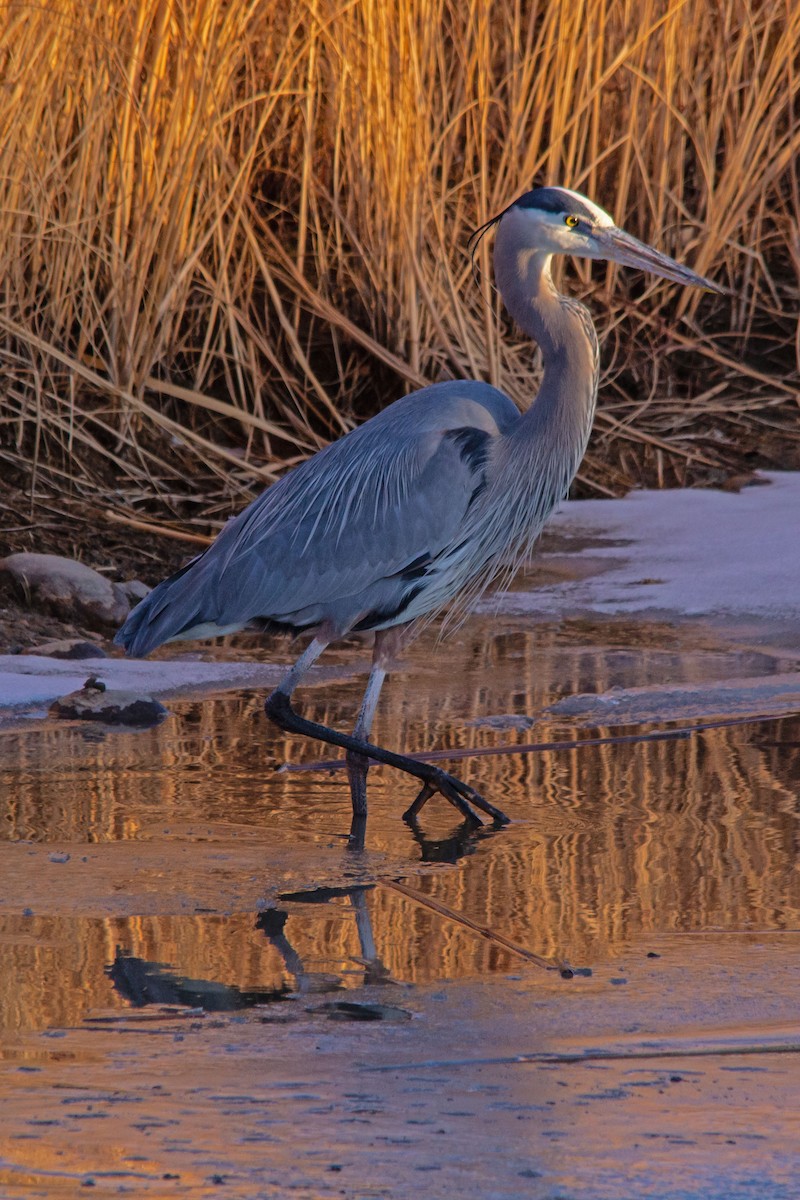 Great Blue Heron - ML412119381