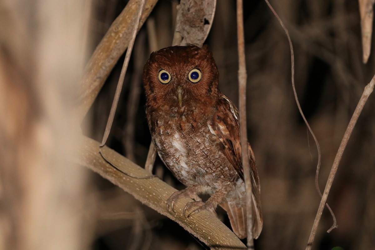 Middle American Screech-Owl - Nick Schleissmann