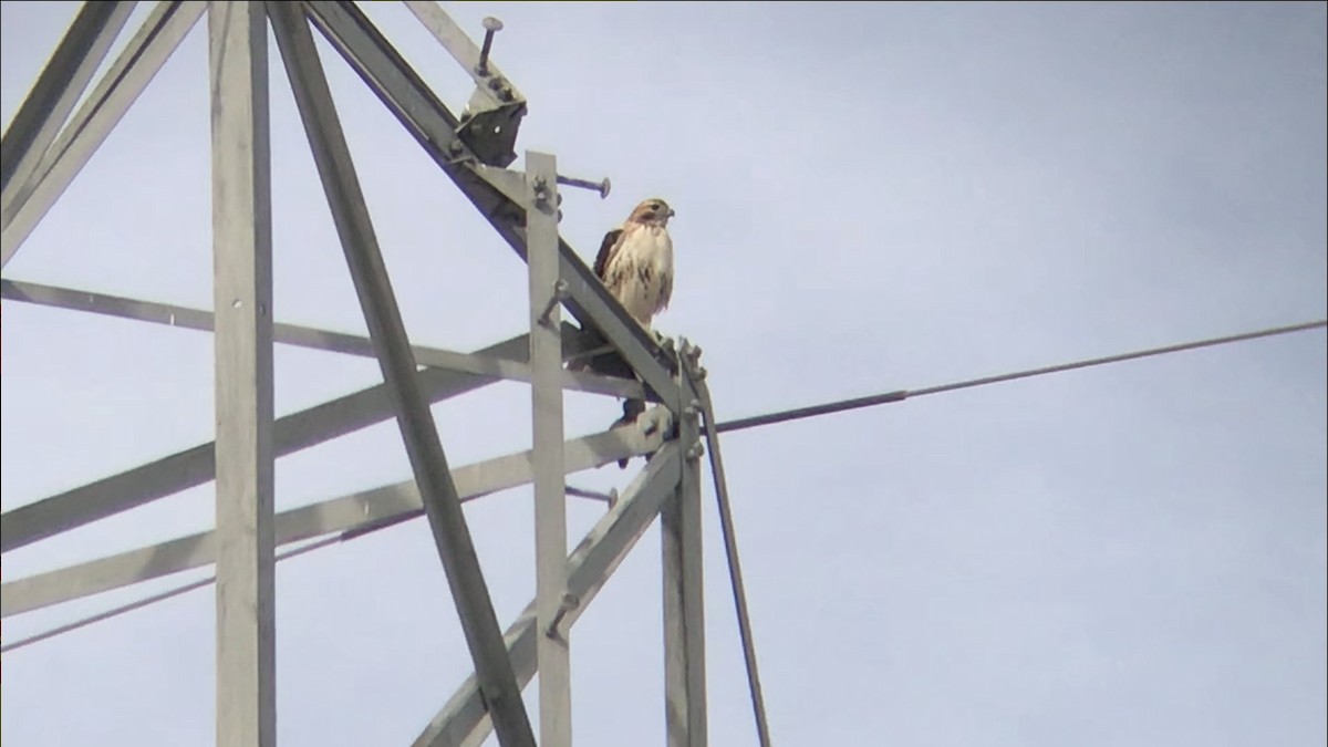 Red-tailed Hawk - ML412122101