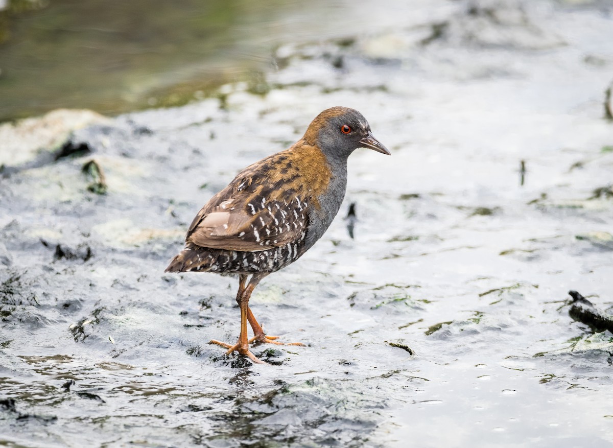 Dot-winged Crake - ML412122251