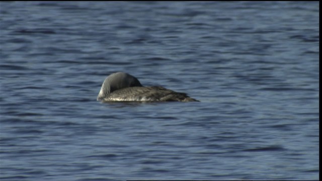 loon sp. - ML412123