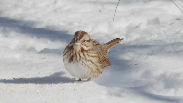 Song Sparrow - ML412124281