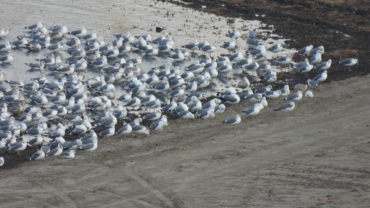 California Gull - ML412124521