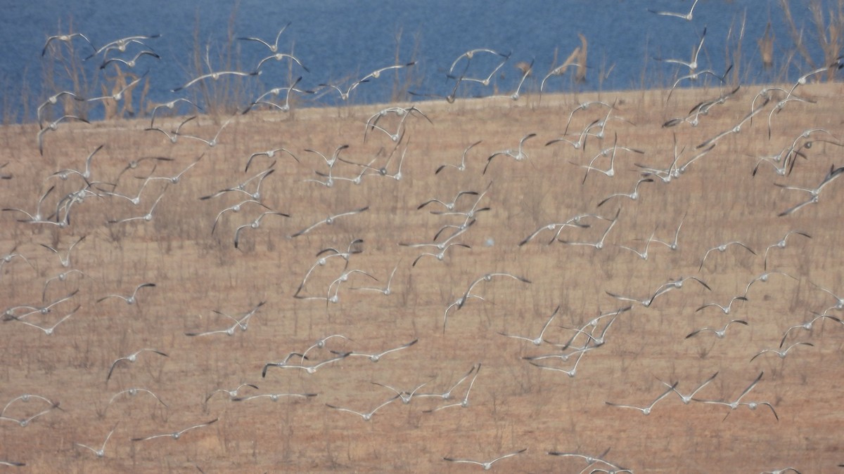 California Gull - ML412124531