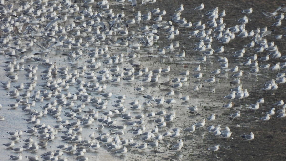 California Gull - ML412124571