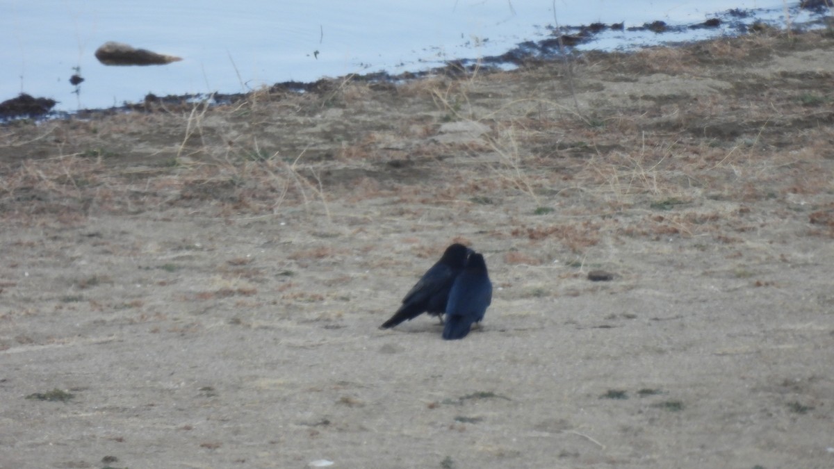 Common Raven - ML412124591