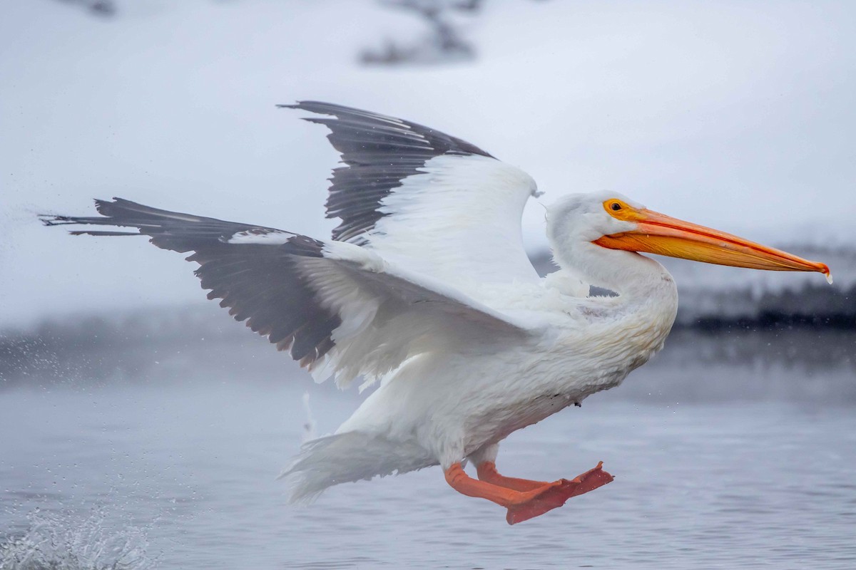 American White Pelican - ML412125431