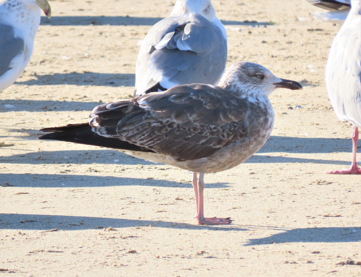 Lesser Black-backed Gull - ML412125631